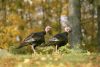 Two turkeys in autumn