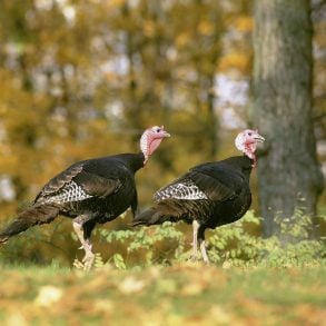 Two turkeys in autumn