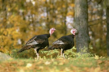 Two turkeys in autumn