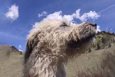 Pam's dog william