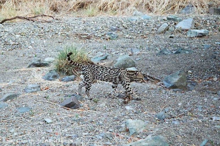 Ocelot