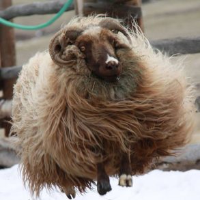 Jumping Icelandic ewe