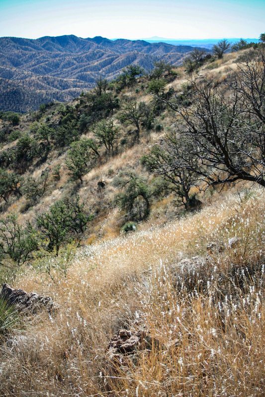 Atscosa grasslands