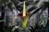 Corpse flower