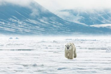 Polar bear