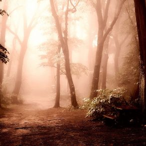 Forest in diffuse coral light