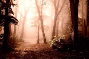 Forest in diffuse coral light