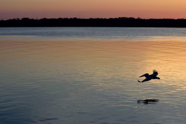Pelican over water at dusk