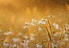 Flowers in rain with golden light