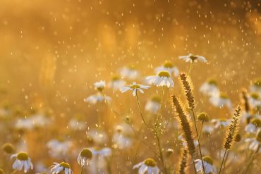 Flowers in rain with golden light