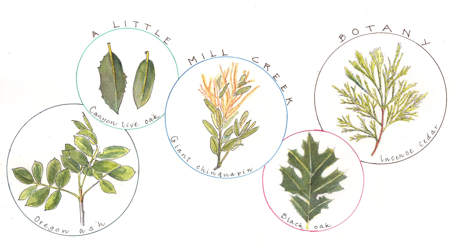 Forest tree leaves, by Lyn Baldwin