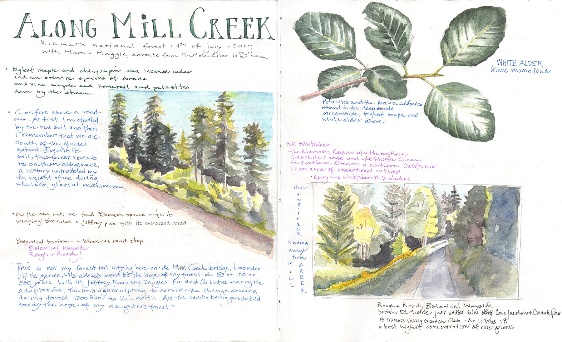Field journal: Along Mill Creek, by Lyn Baldwin
