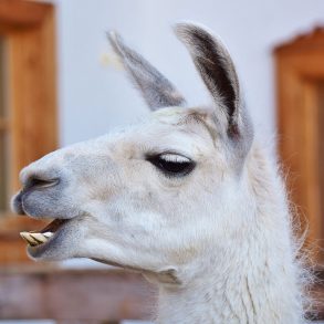Llama