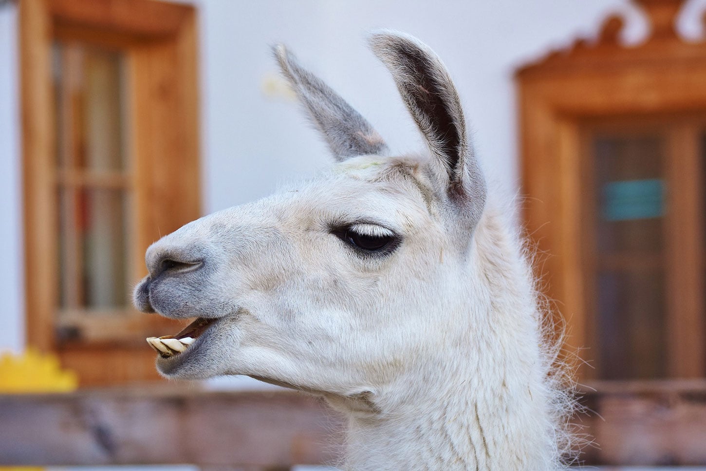Llama