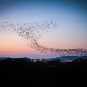 Murmuration of starlings