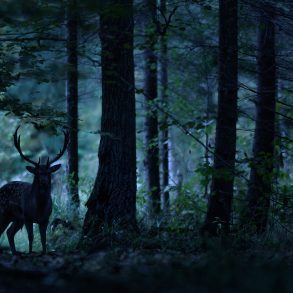 Deer silhouetted in dark woods