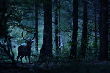 Deer silhouetted in dark woods