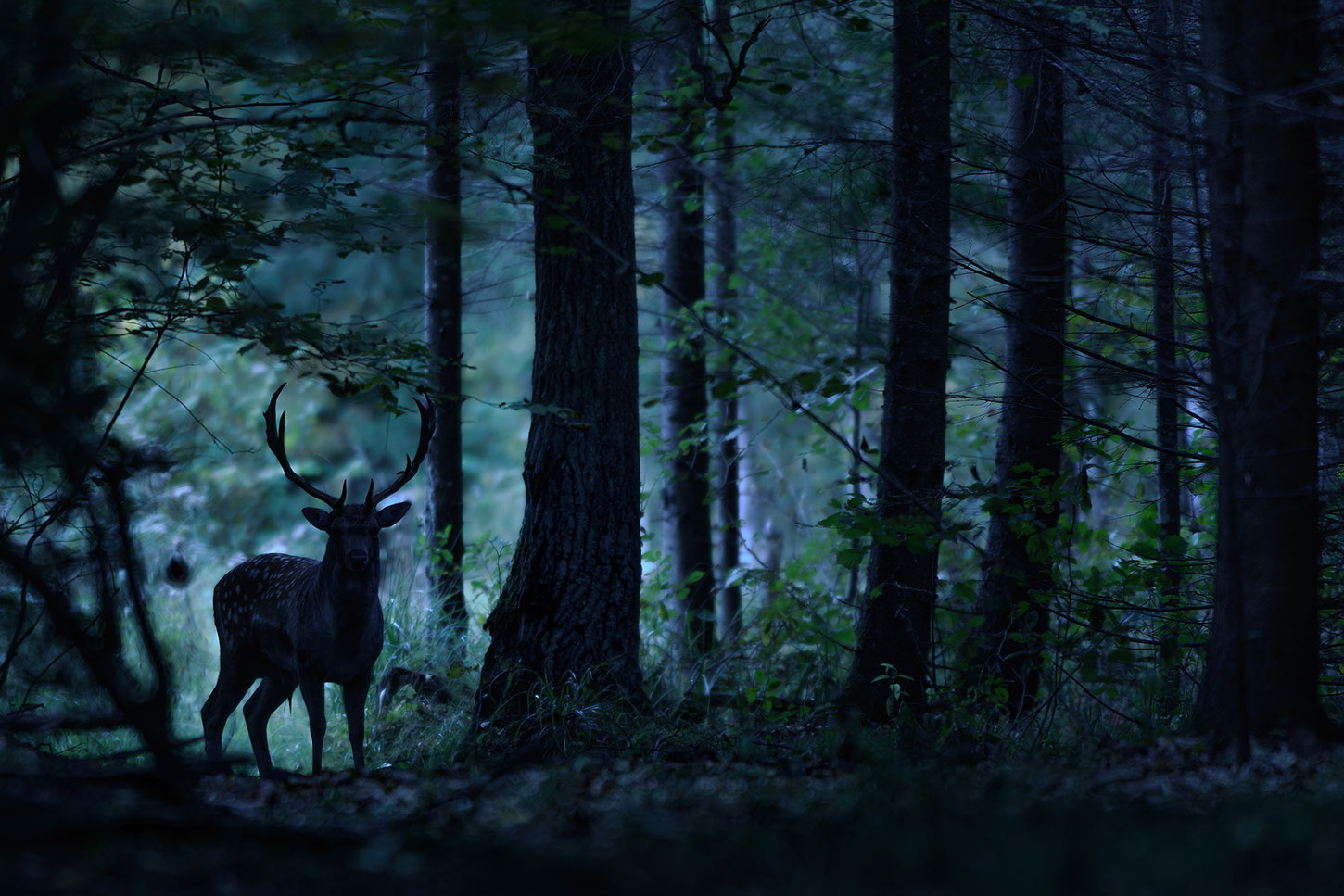 Deer silhouetted in dark woods