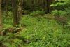 Harvard Forest