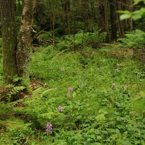 Harvard Forest