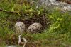 Oystercatcher eggs