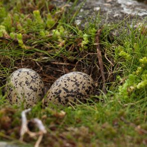 Oystercatcher eggs