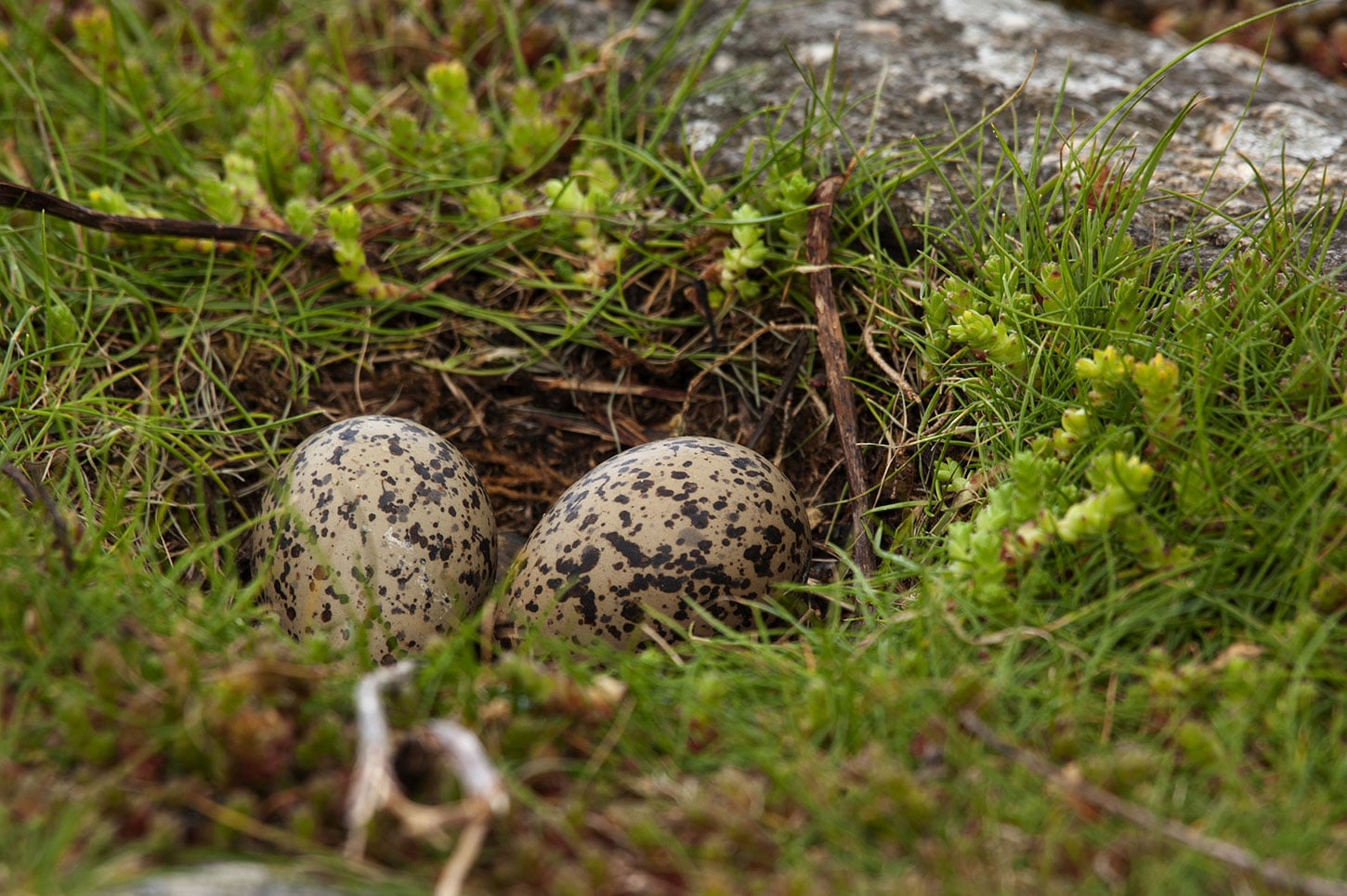 Oystercatcher eggs