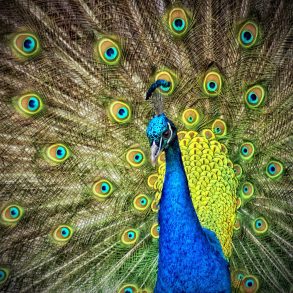 Peacock
