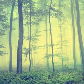 Forest with saplings and fog