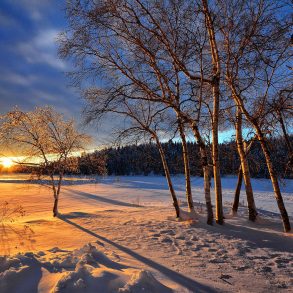 Trees in winter and sunset