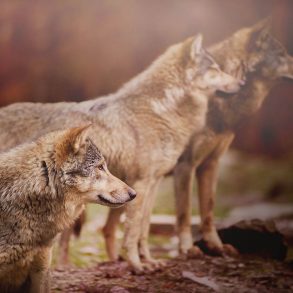 Wolves