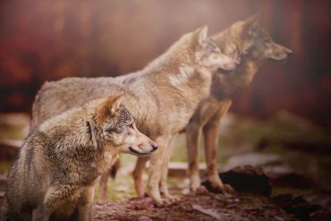 Wolves