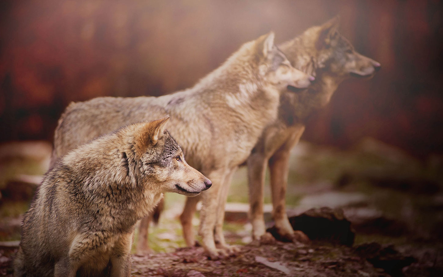 Wolves