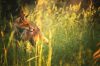 Fox in afternoon light