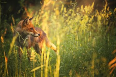 Fox in afternoon light