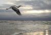 Great blue heron in flight over ocean and beach