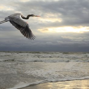 Great blue heron in flight over ocean and beach