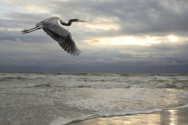 Great blue heron in flight over ocean and beach