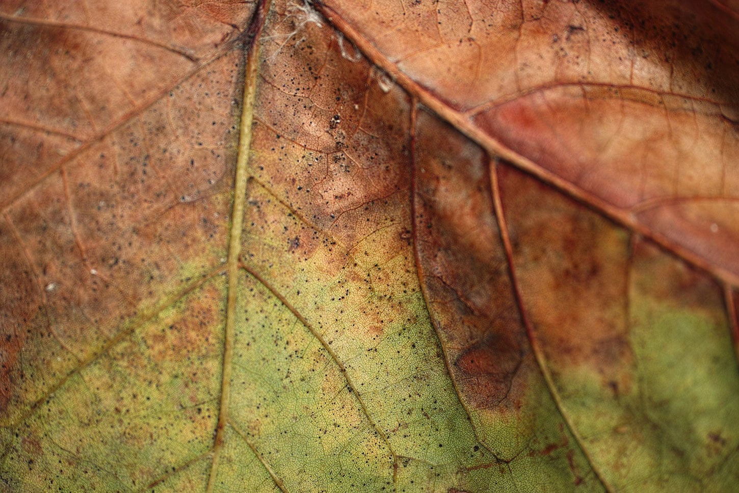 Leaf with brown and green