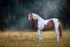 Single pinto horse