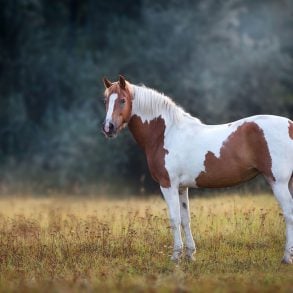 Single pinto horse