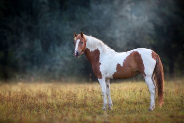 Single pinto horse
