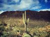 Saguaro in Tucson Mountains