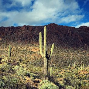 Saguaro in Tucson Mountains