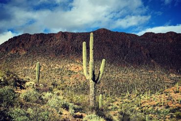 Saguaro in Tucson Mountains