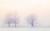 Trees in snowy landscape