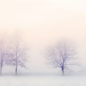 Trees in snowy landscape