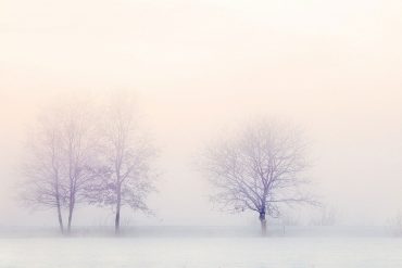 Trees in snowy landscape