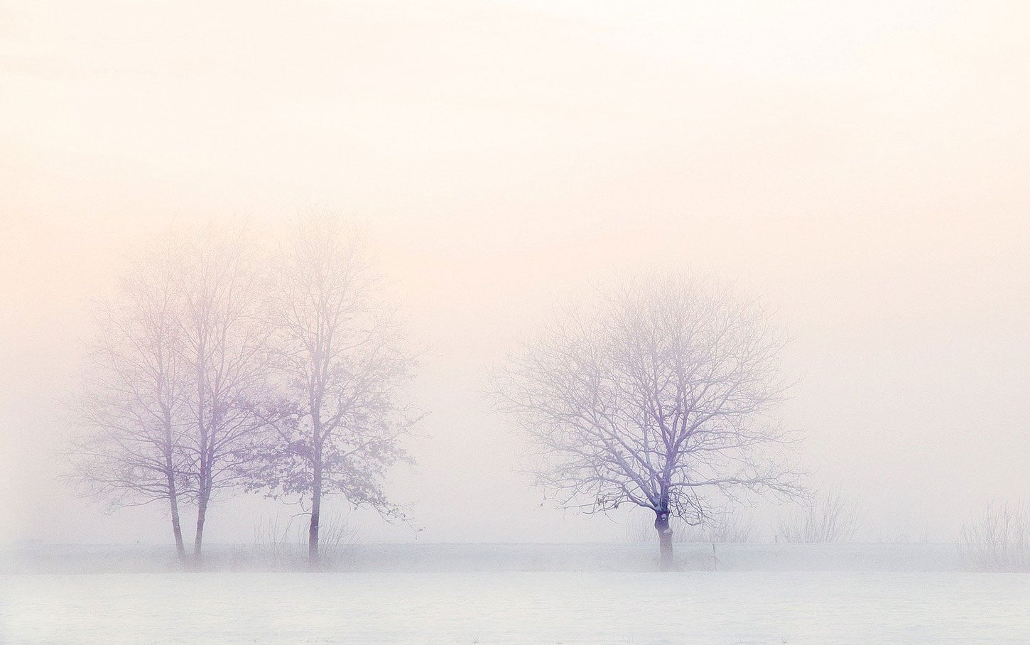 Trees in snowy landscape