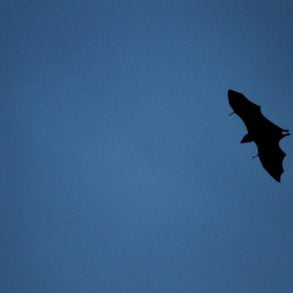 Bat flying at dusk